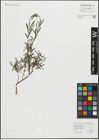 Foto von Salix repens L.